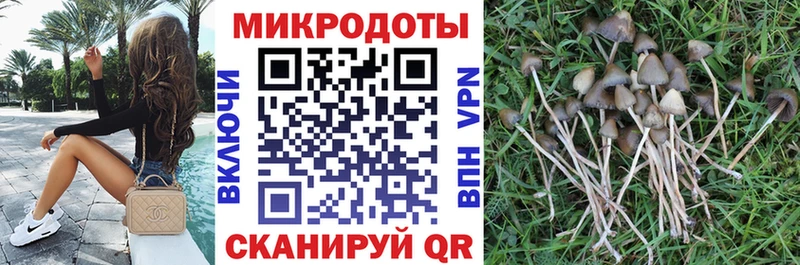 купить наркотики цена  Первомайск  Галлюциногенные грибы Psilocybine cubensis 